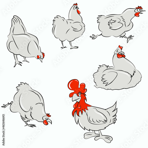 funny white chickens and red-scalloped teuh