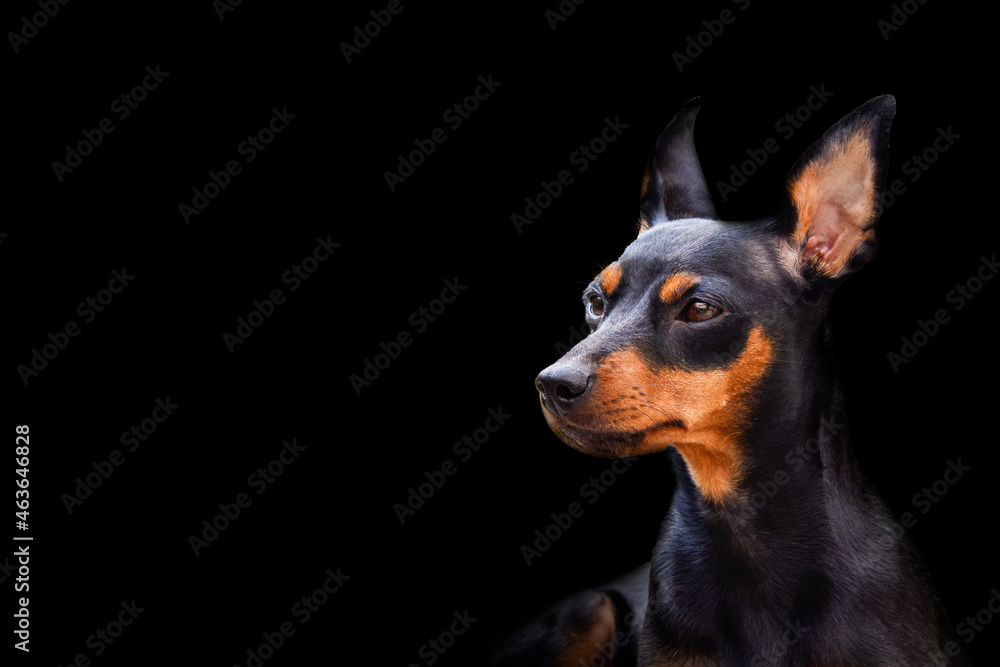 Miniature Pinscher Dog Breed , pet Miniature Pinscher Dog Breed , pet