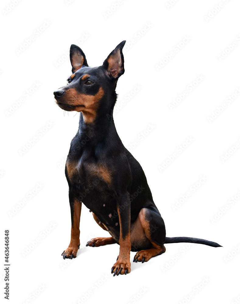 Miniature Pinscher Dog Breed , pet 
