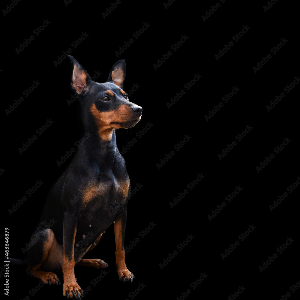 Miniature Pinscher Dog Breed , pet Miniature Pinscher Dog Breed , pet