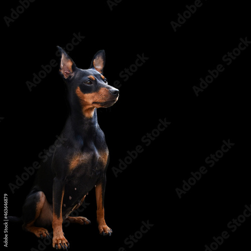 Miniature Pinscher Dog Breed , pet 