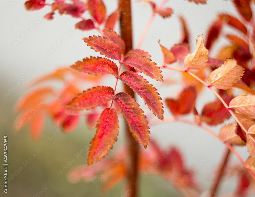 rowan branches in autumn on a blurry yellow background. AUTUMN BACKGROUND rowan branches in autumn on a blurry yellow background. AUTUMN BACKGROUND