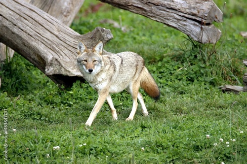 Fototapeta Naklejka Na Ścianę i Meble -  coyote