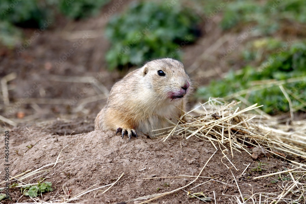 Naklejka premium chien de prairie