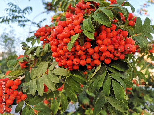Beautiful branch of mountain ash with red berries.