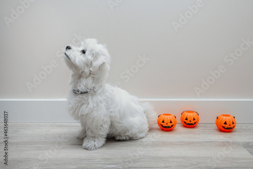 Perro en halloween. Perro con calabazas de halloween. Cachorro de bichón maltés blanco. Suelo de madera gris y pared lisa blanca. Calabazas de halloween.  photo