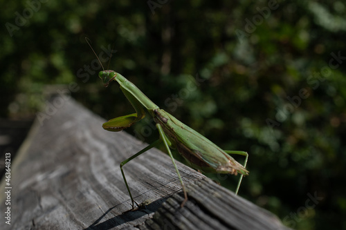 green praying mantis