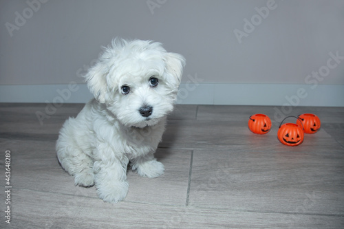 Perro en halloween. Perro con calabazas de halloween. Cachorro de bichón maltés blanco. Suelo de madera gris y pared lisa blanca. Calabazas de halloween.  photo