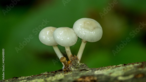 mushrooms on a stump in the forest photo