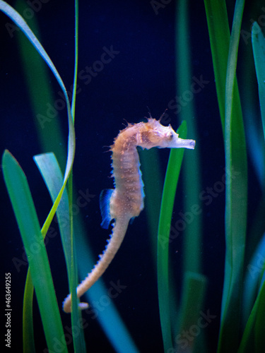 Seahorse in aquarium