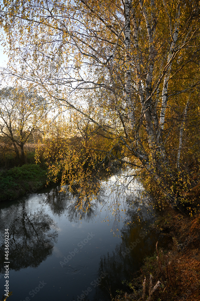 Autumn. Birches at sunset by the river.