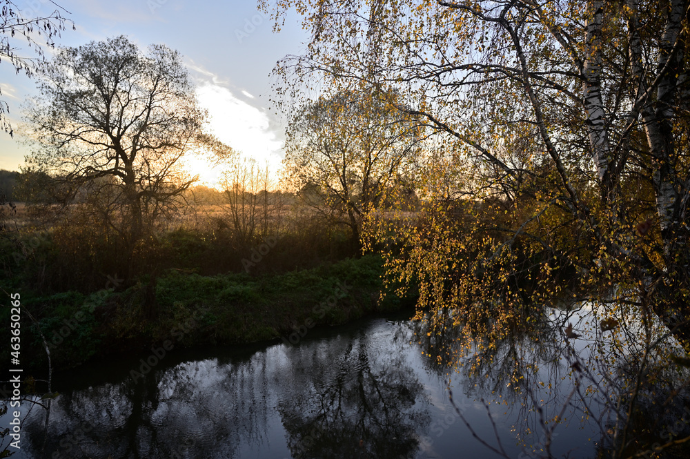 Autumn. Birches at sunset by the river.