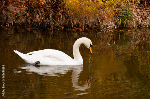 swan white color in lake water  bird