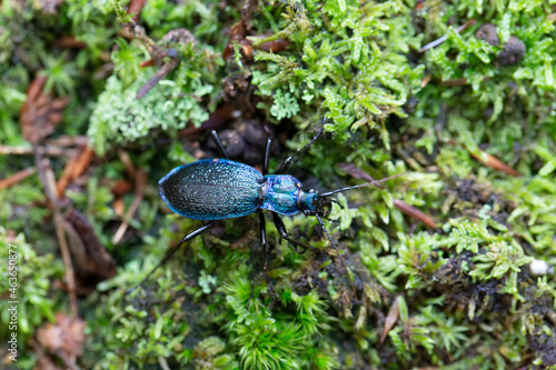 Ground-Beetle Carabus Chaetocarabus intricatus in close view photo