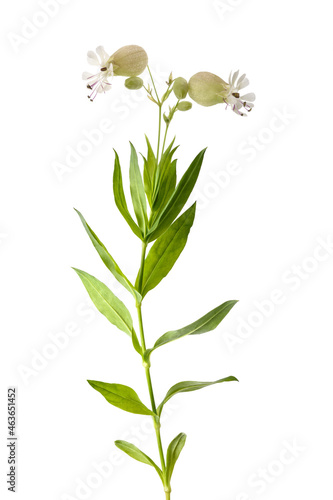 bladder campion plant with flowers photo