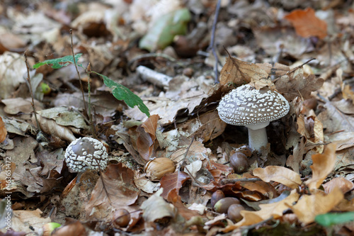 Foto Mushroom Amanita in close view