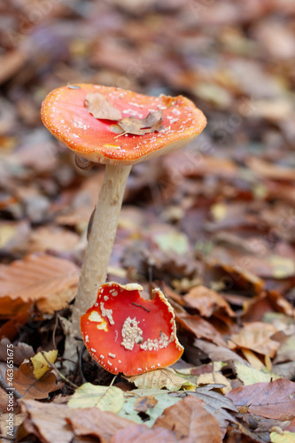 Tableau sur toile Mushroom Amanita in close view