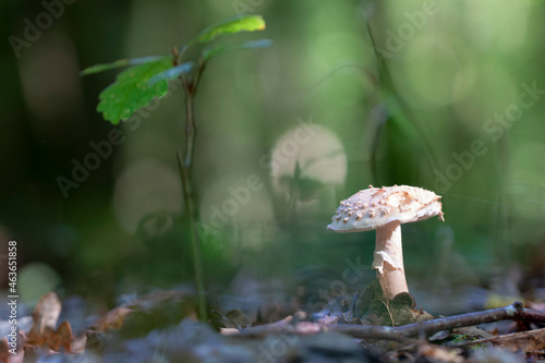Mushroom Amanita in close view