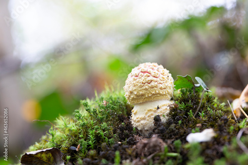 Mushroom Amanita in close view photo