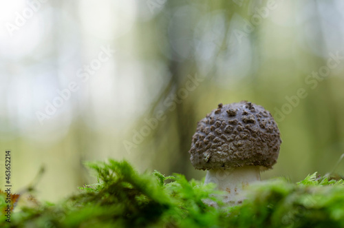 Mushroom Amanita in close view photo