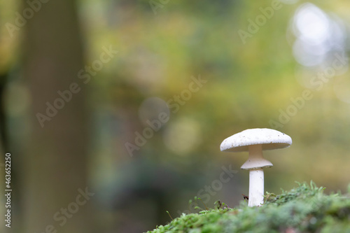 Mushroom Amanita in close view