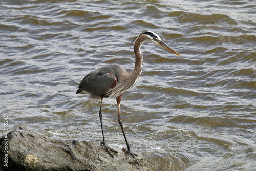 great blue heron searching for and catching fish.