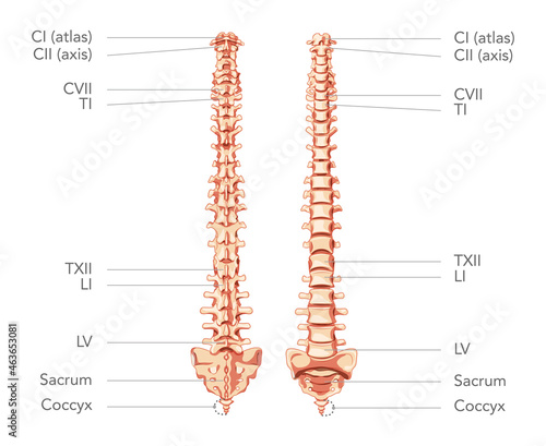 Human vertebral column in anterior posterior view, with spine parts labeled. Vector flat realistic concept illustration isolated on white background diagram for medical, educational or banner use
