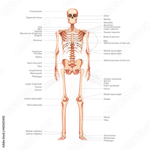 Skeleton Human diagram front anterior view with main parts labeled scientific medical infographic banner. Flat style colour Vector illustration didactic board of anatomy isolated on white background