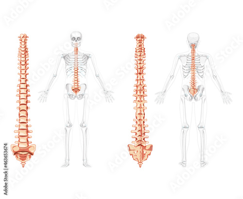 Human vertebral column in front, back with skeleton position, spinal cord, cervical, thoracic and lumbar spine, sacrum and coccyx. Vector flat natural colours, realistic isolated illustration anatomy 