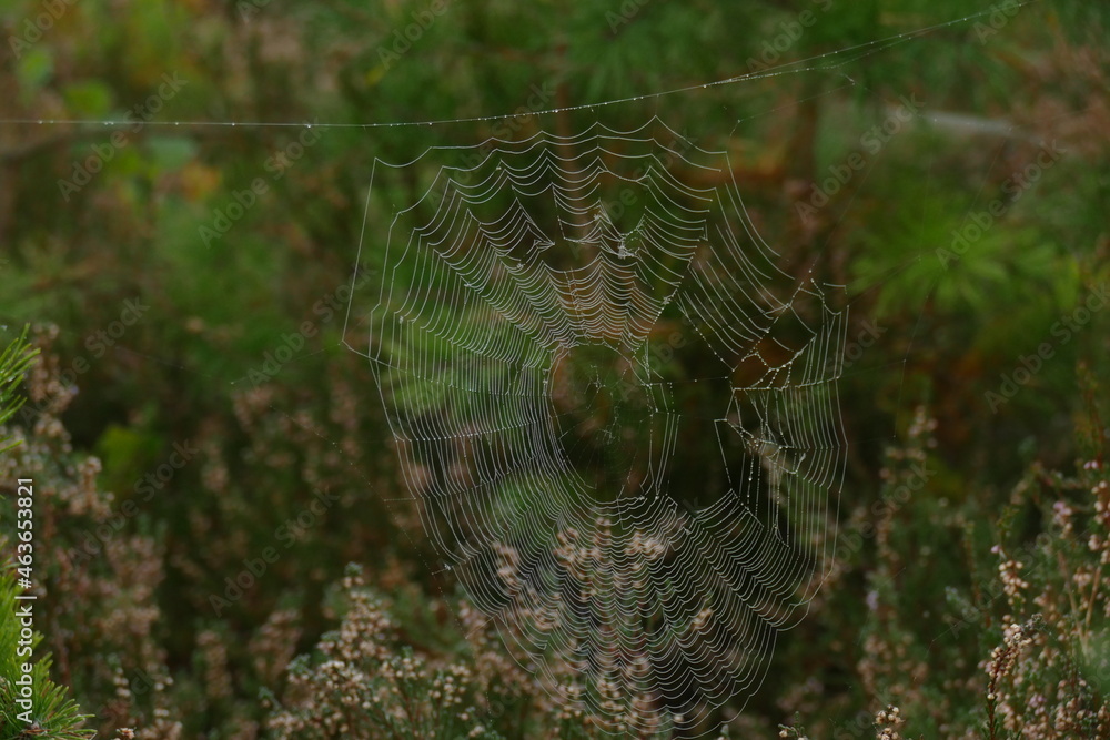 cobweb 