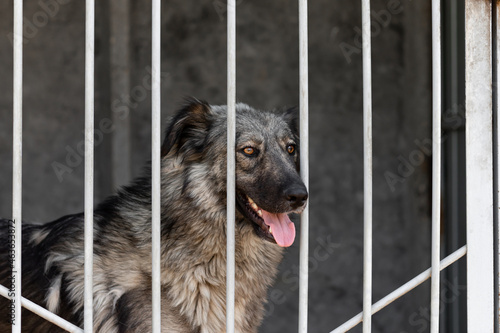 A furry dog peeks out of the cage standing in an aviary in a shelter for homeless animals. A mongrel behind the grid on a blurry background.