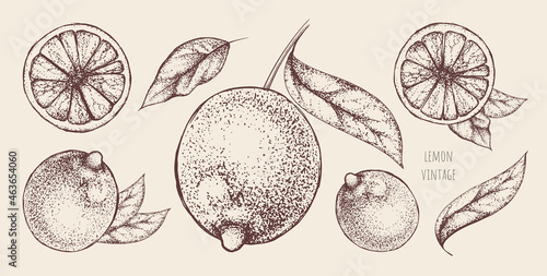 Vector set of vintage hand-drawn lemons or limes on a brown background. Whole citrus fruits with stem, leaves and several slices. Decorative elements for the design of banners, organic juice packages.