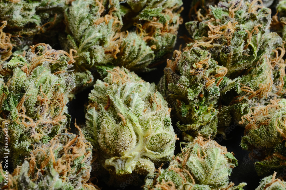 Pattern of cannabis cbd buds, macro view, close-up. Curing and drying. Marijuana flowering background. Weed blooms layout. Harvest time, city growing concept. Pattern of cannabis cbd buds, macro view, close-up. Curing and drying. Marijuana flowering background. Weed blooms layout. Harvest time, city growing concept.