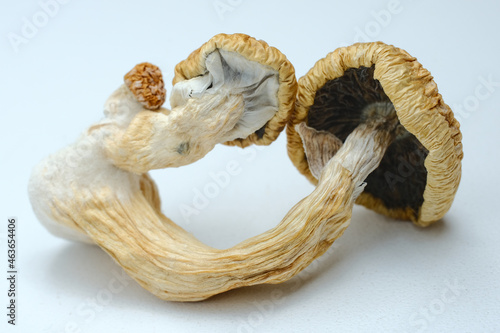 Macro view of psilocybin mushrooms on white background. Dried psychedelic magic mushroom Golden Teacher. Micro-dosing concept.