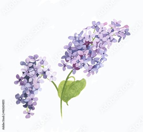 Quadro su tela Purple lilac branches watercolor isolated on white background illustration for all prints