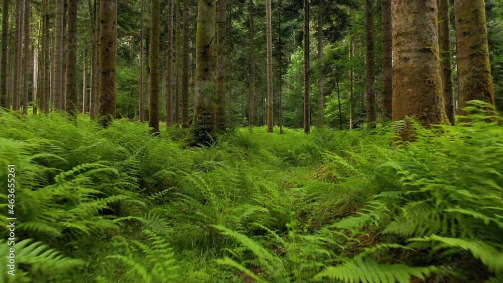 Beautiful slow flight above fern plants in the woods. Landscape forest video footage. Beautiful slow flight above fern plants in the woods. Landscape forest video footage.