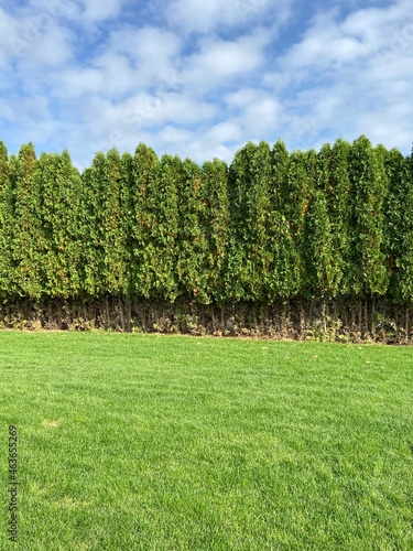 forest and green lawn.  summer walk