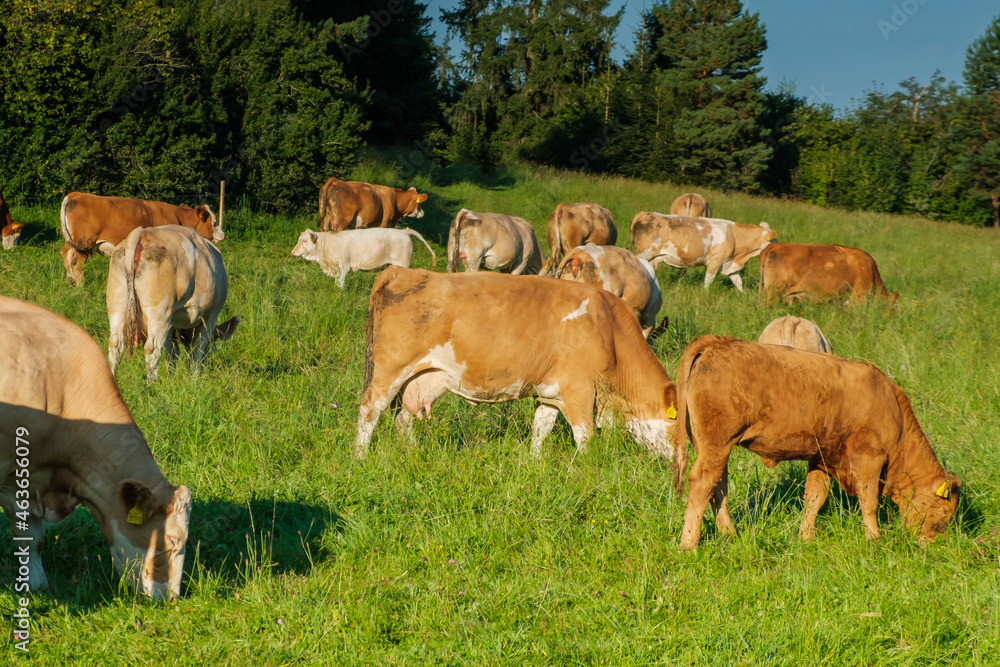 Herd of cows graze on a summer green field