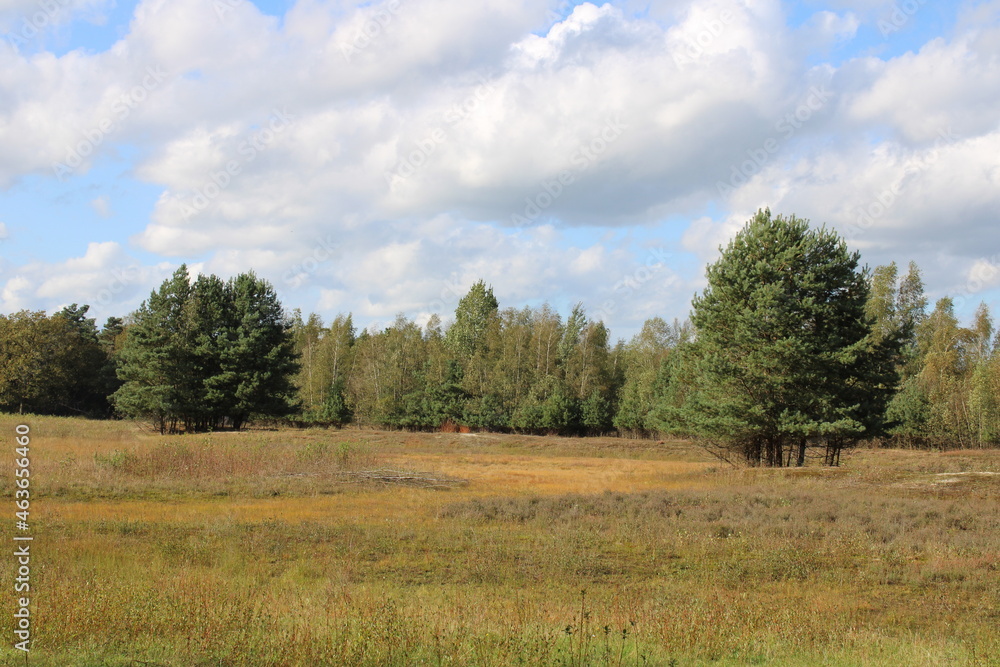 forest in autumn