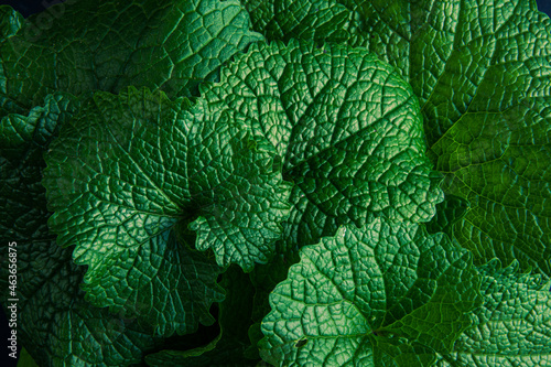 Closeup of bright green large leaves