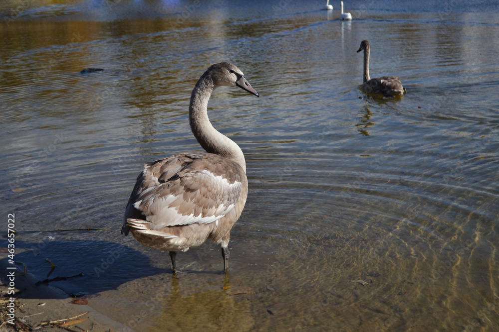 swan in the lake swan in the lake