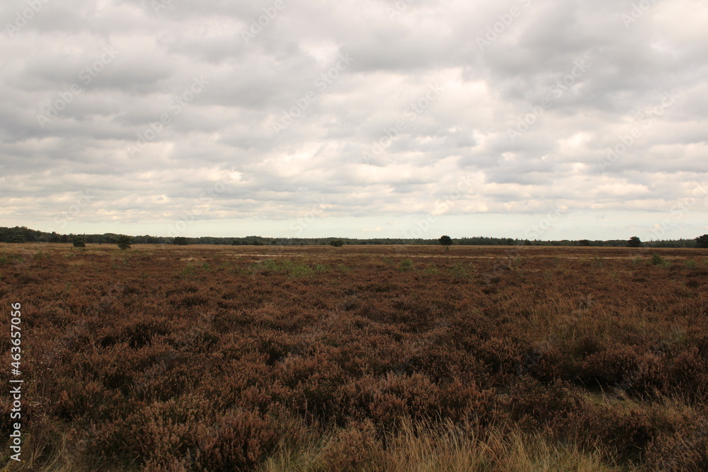 field with sky