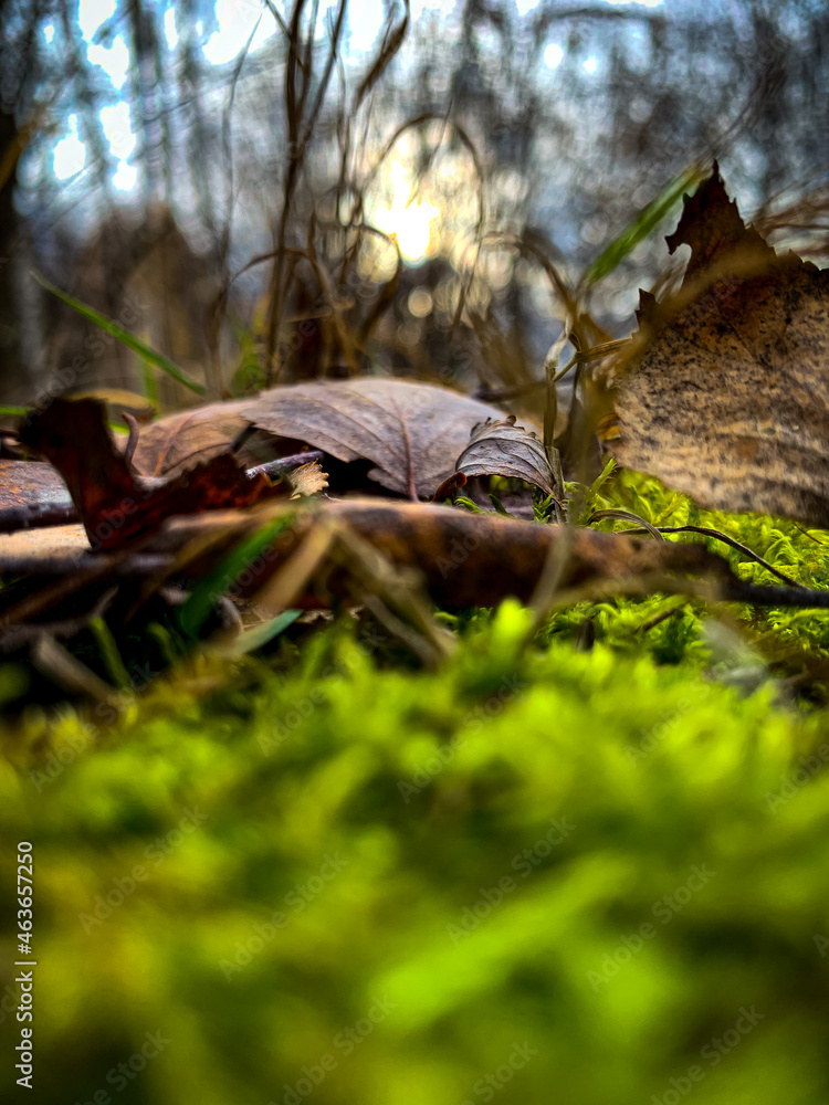 Obraz premium Autumn foliage on the background of a beautiful forest