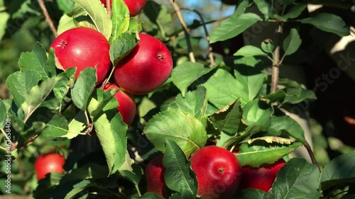 Tasty red apples in the italian Alps.bunch of red apples on a branch ready for harvest.Apples hanging on the branch in the apple orchad during autumn.organic food.Valtellina Italy.Slider motion. photo