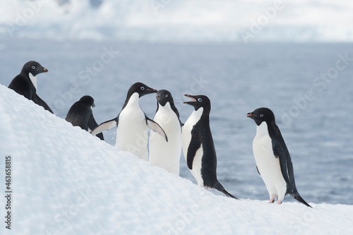 Adelie Penguins fight on ice in Antarctica