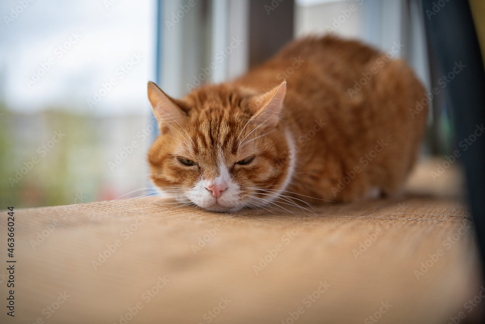 Fototapeta premium Portrait of a beautiful elderly domestic red cat on a wooden windowsill.