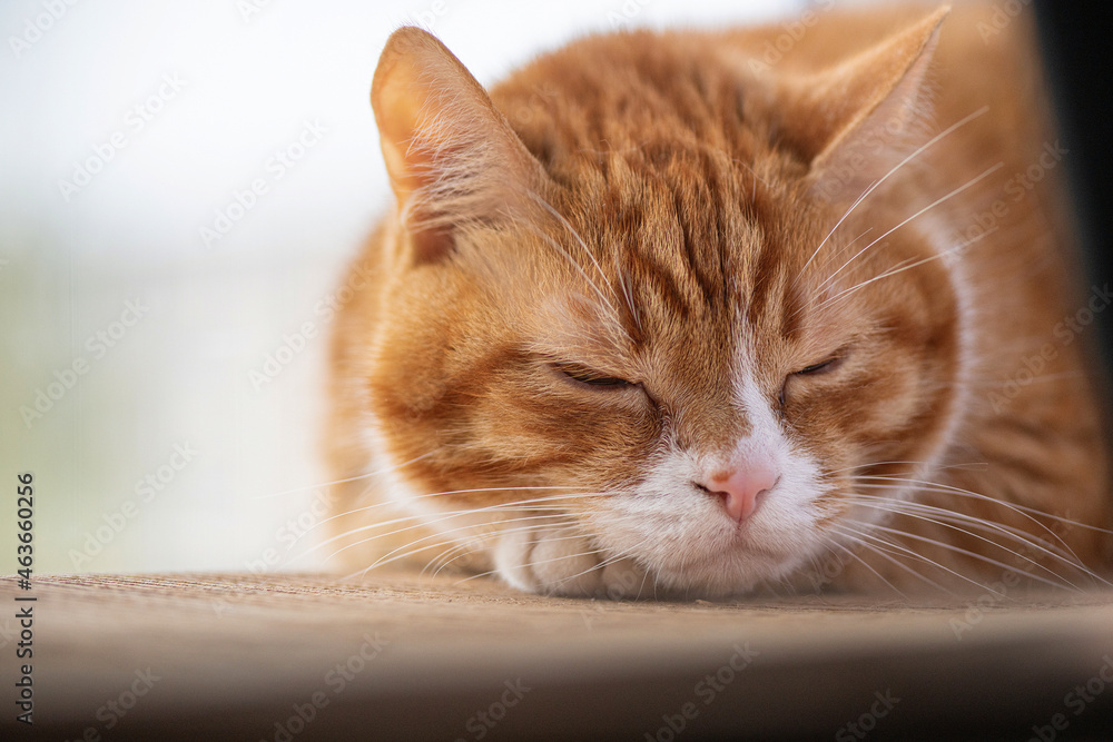 Portrait of a beautiful elderly domestic red cat on a wooden windowsill. Portrait of a beautiful elderly domestic red cat on a wooden windowsill.