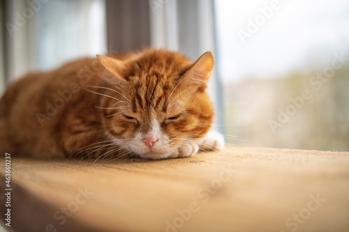 Portrait of a beautiful elderly domestic red cat on a wooden windowsill.