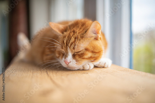 Portrait of a beautiful elderly domestic red cat on a wooden windowsill. © shymar27