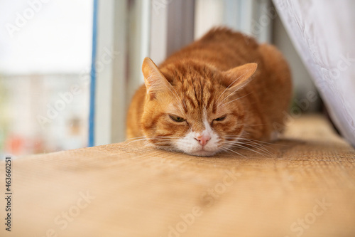 Fototapeta Naklejka Na Ścianę i Meble -  Portrait of a beautiful elderly domestic red cat on a wooden windowsill.